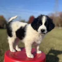 Markey, a male Border Collie and Maremma Sheepdog for sale in Conneaut, OH – 6 of 10