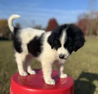 Markey, a male Border Collie and Maremma Sheepdog for sale in Conneaut, OH – 2 of 10