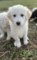 Curly, a male English Shepherd and Maremma Sheepdog for sale in Conneaut, OH – 2 of 4