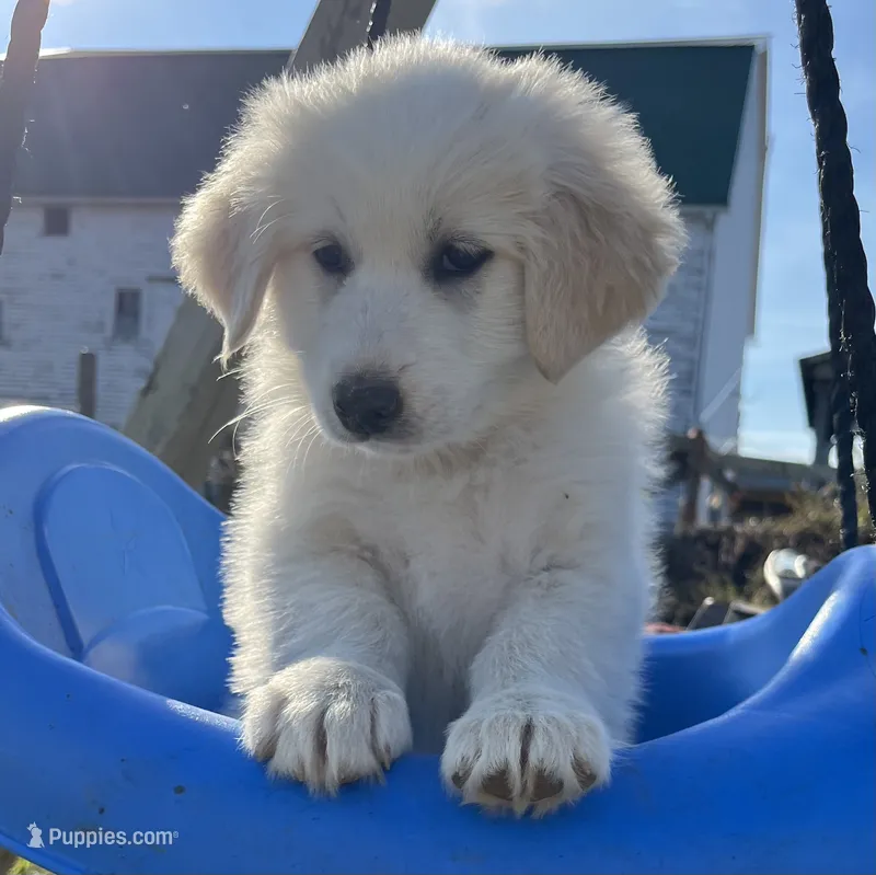 Eva Mea, a female English Shepherd and Maremma Sheepdog for sale in Conneaut, OH – 1 of 5