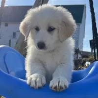 Eva Mea, a female English Shepherd and Maremma Sheepdog for sale in Conneaut, OH – 1 of 5