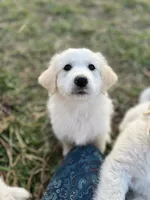 Eva Mea, a female English Shepherd and Maremma Sheepdog for sale in Conneaut, OH – 3 of 5