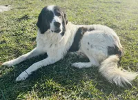 Duke, a male English Shepherd and Maremma Sheepdog for sale in Conneaut, OH – 4 of 5