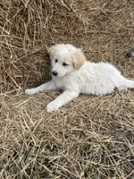 Sunnie, a female English Shepherd and Maremma Sheepdog for sale in Conneaut, OH – 2 of 8