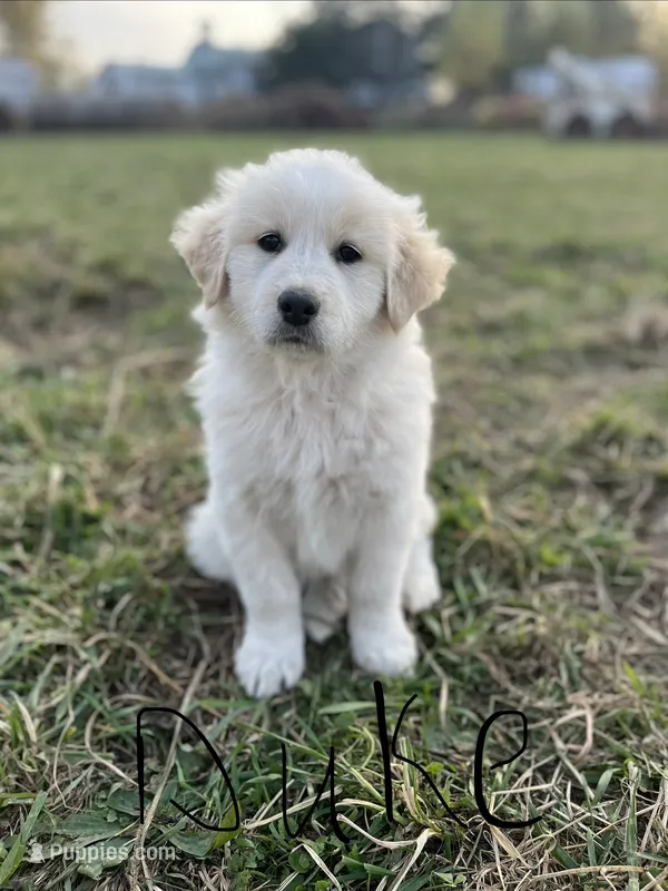 Duke – English Shepherd, Maremma Sheepdog puppy for sale in Conneaut, OH