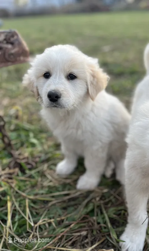 Duke – English Shepherd, Maremma Sheepdog puppy for sale in Conneaut, OH
