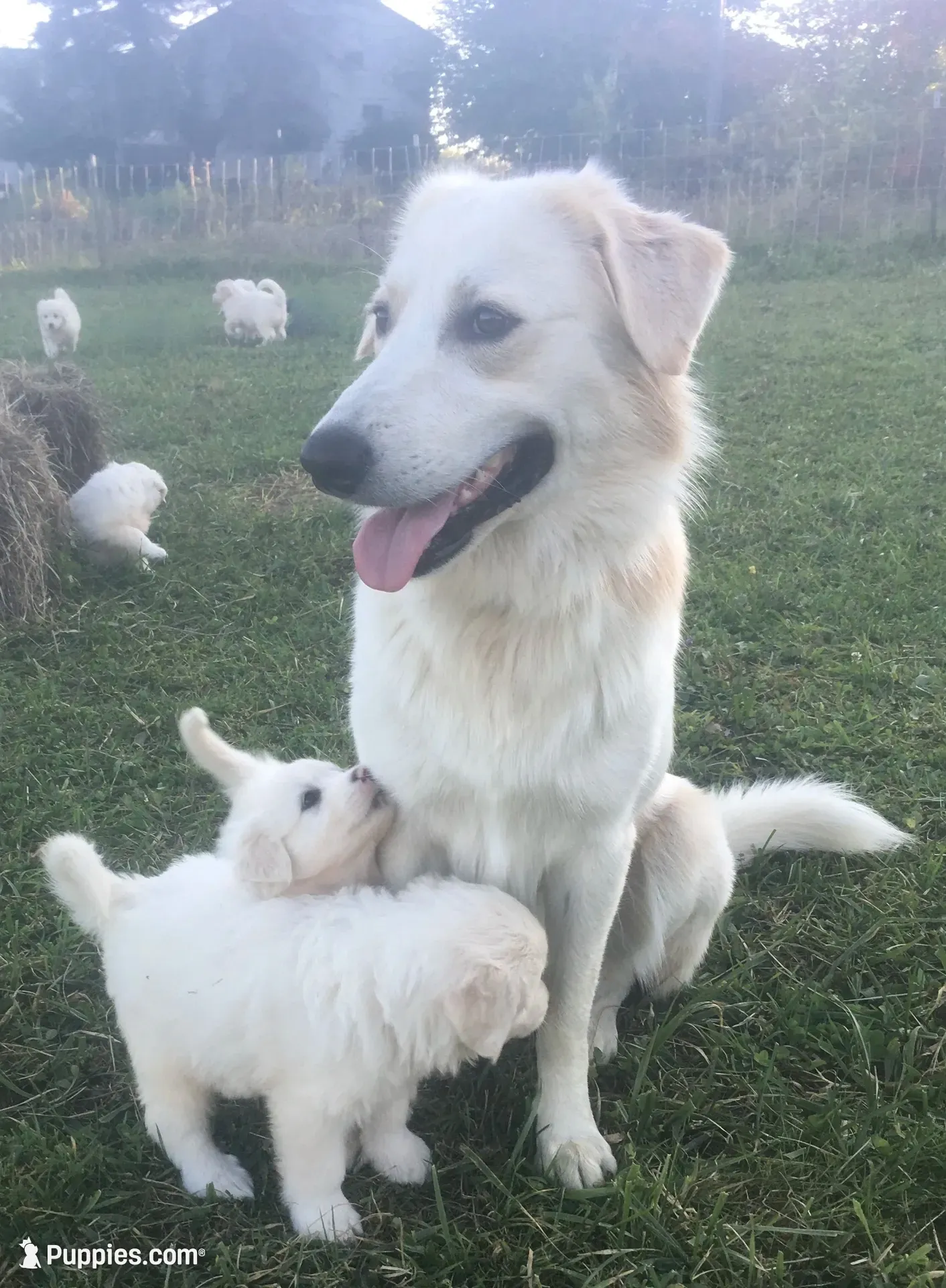 Markey, a male Border Collie and Maremma Sheepdog for sale in Conneaut, OH – 9 of 10