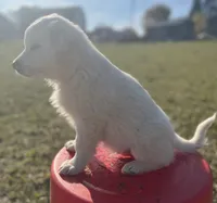 Jack, a male English Shepherd and Maremma Sheepdog for sale in Conneaut, OH – 3 of 7