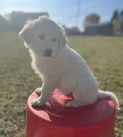 Jack, a male English Shepherd and Maremma Sheepdog for sale in Conneaut, OH – 4 of 9