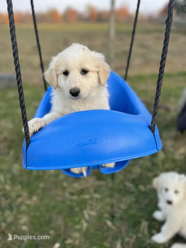 Sunnie – English Shepherd, Maremma Sheepdog puppy for sale in Conneaut, OH