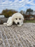 Duke, a male English Shepherd and Maremma Sheepdog for sale in Conneaut, OH – 2 of 7