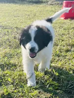 Markey, a male Border Collie and Maremma Sheepdog for sale in Conneaut, OH – 5 of 10