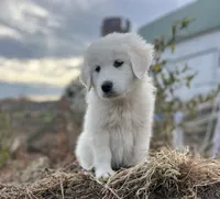 Max, a male English Shepherd and Maremma Sheepdog for sale in Conneaut, OH – 2 of 8
