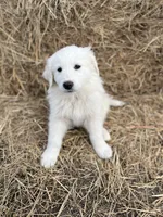 Max, a male English Shepherd and Maremma Sheepdog for sale in Conneaut, OH – 5 of 8