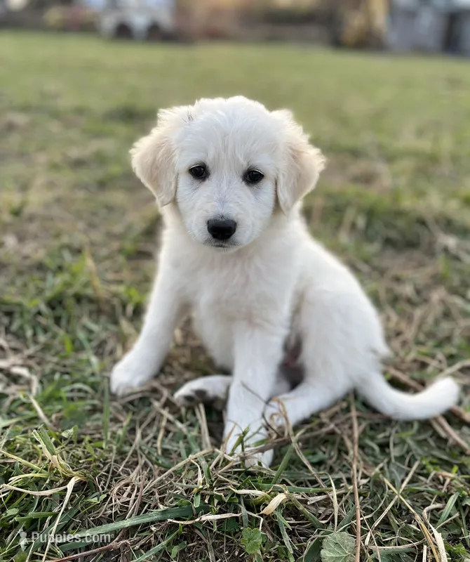 Curly – English Shepherd, Maremma Sheepdog puppy for sale in Conneaut, OH