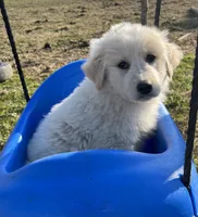Duke, a male English Shepherd and Maremma Sheepdog for sale in Conneaut, OH – 1 of 5