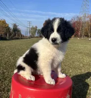 Markey, a male Border Collie and Maremma Sheepdog for sale in Conneaut, OH – 7 of 10