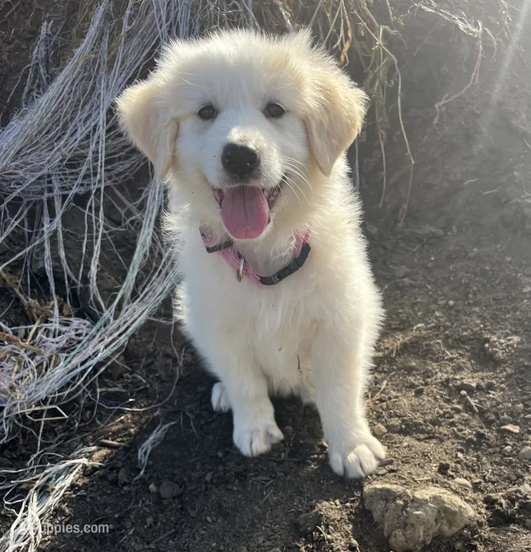 Eva Mea – English Shepherd, Maremma Sheepdog puppy for sale in Conneaut, OH