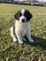 Markey, a male Border Collie and Maremma Sheepdog for sale in Conneaut, OH – 8 of 10