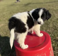 Markey, a male Border Collie and Maremma Sheepdog for sale in Conneaut, OH – 5 of 10