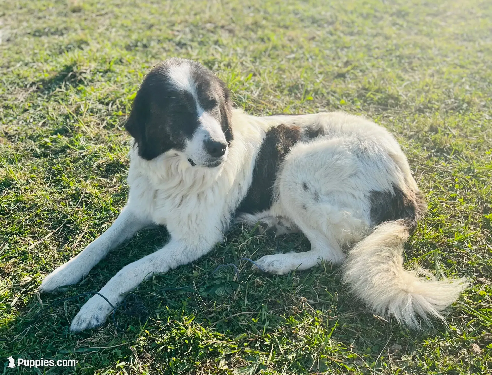 Sunnie, a female English Shepherd and Maremma Sheepdog for sale in Conneaut, OH – 7 of 8