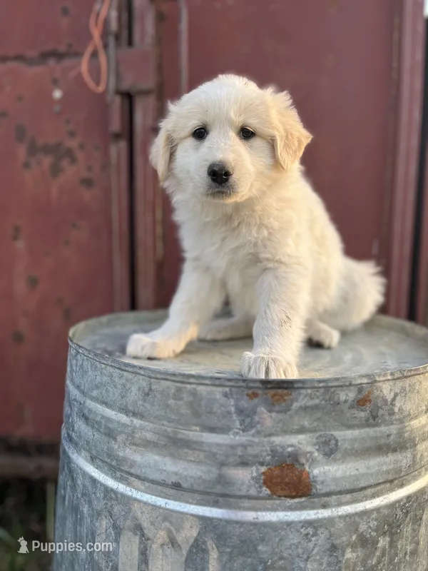 Sunnie – English Shepherd, Maremma Sheepdog puppy for sale in Conneaut, OH