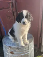 Markey, a male Border Collie and Maremma Sheepdog for sale in Conneaut, OH – 7 of 10