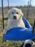 Jack, a male English Shepherd and Maremma Sheepdog for sale in Conneaut, OH – 4 of 7