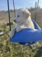 Jack, a male English Shepherd and Maremma Sheepdog for sale in Conneaut, OH – 5 of 9