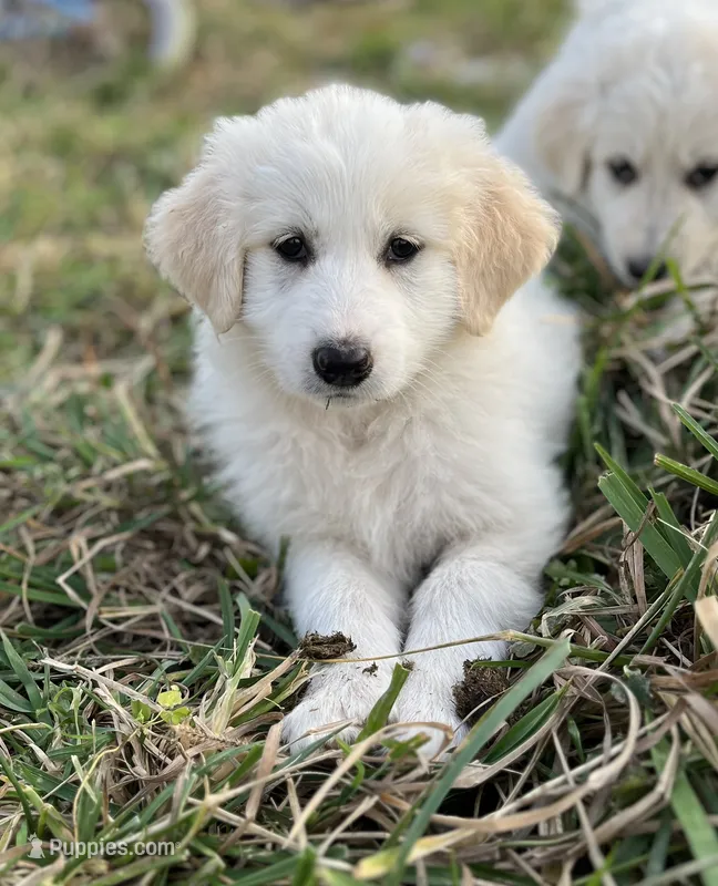 Eva Mea – English Shepherd, Maremma Sheepdog puppy for sale in Conneaut, OH
