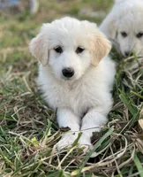 Eva Mea, a female English Shepherd and Maremma Sheepdog for sale in Conneaut, OH – 1 of 5