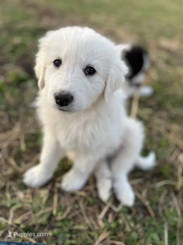 Max – English Shepherd, Maremma Sheepdog puppy for sale in Conneaut, OH