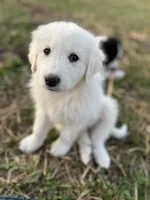 Max, a male English Shepherd and Maremma Sheepdog for sale in Conneaut, OH – 4 of 7