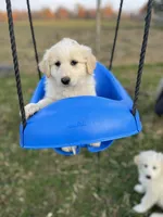 Sunnie, a female English Shepherd and Maremma Sheepdog for sale in Conneaut, OH – 6 of 8