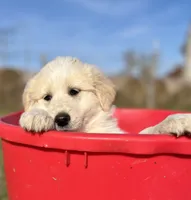Sunnie, a female English Shepherd and Maremma Sheepdog for sale in Conneaut, OH – 3 of 8