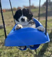 Daisy, a female Border Collie and Maremma Sheepdog for sale in Conneaut, OH – 3 of 6