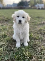 Duke, a male English Shepherd and Maremma Sheepdog for sale in Conneaut, OH – 3 of 5