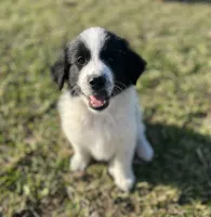 Markey, a male Border Collie and Maremma Sheepdog for sale in Conneaut, OH – 6 of 10