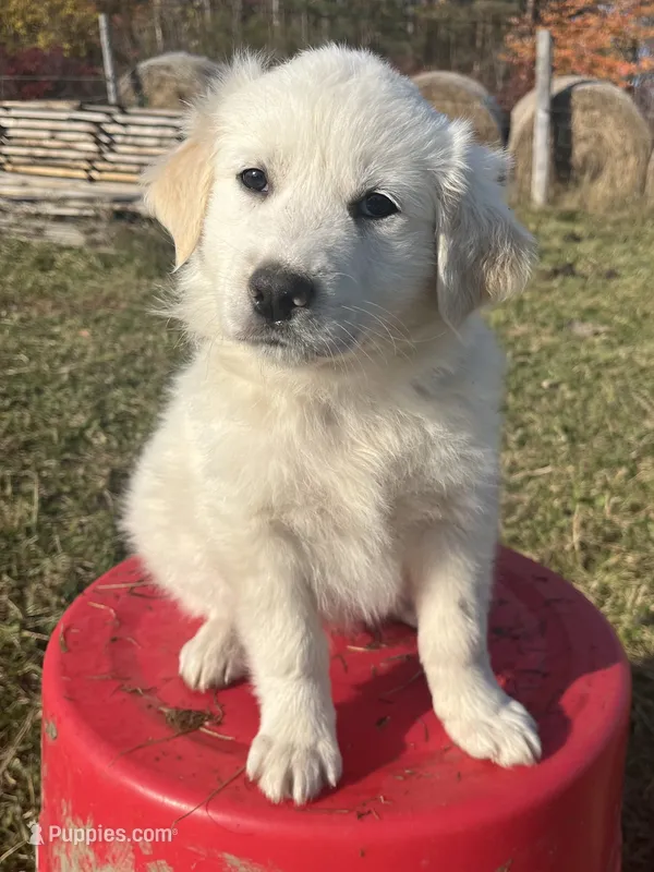 Jack, a male English Shepherd and Maremma Sheepdog for sale in Conneaut, OH – 1 of 7