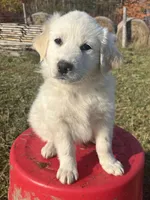Jack, a male English Shepherd and Maremma Sheepdog for sale in Conneaut, OH – 1 of 7