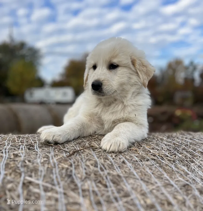 Duke, a male English Shepherd and Maremma Sheepdog for sale in Conneaut, OH – 1 of 7