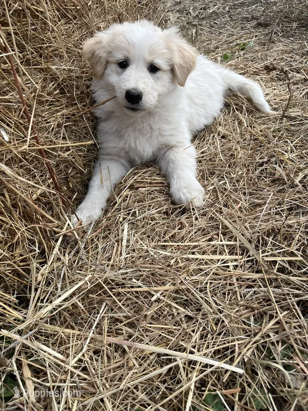 Sunnie, a female English Shepherd and Maremma Sheepdog for sale in Conneaut, OH – 1 of 8