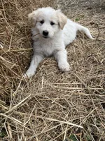 Sunnie, a female English Shepherd and Maremma Sheepdog for sale in Conneaut, OH – 1 of 8