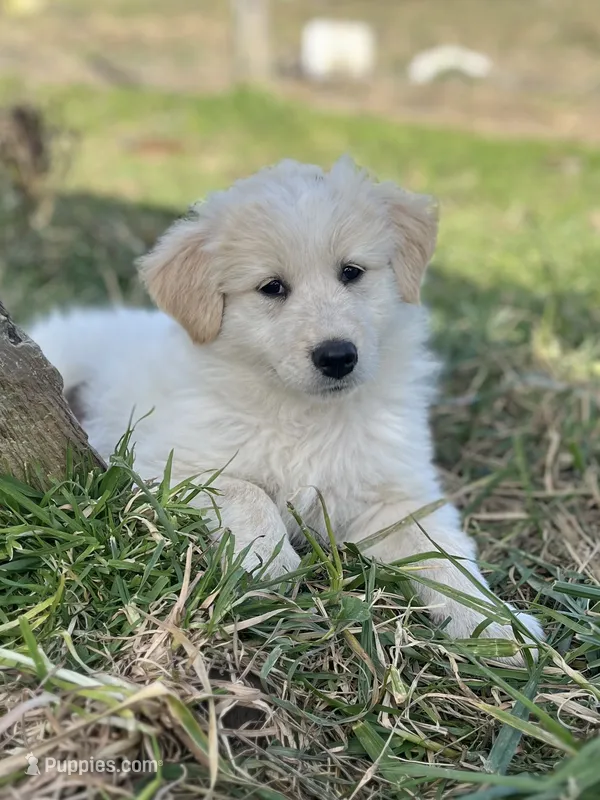 Sunnie – English Shepherd, Maremma Sheepdog puppy for sale in Conneaut, OH