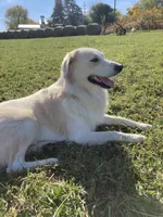 Markey, a male Border Collie and Maremma Sheepdog for sale in Conneaut, OH – 10 of 10