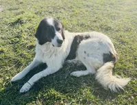 Sunnie, a female English Shepherd and Maremma Sheepdog for sale in Conneaut, OH – 5 of 5