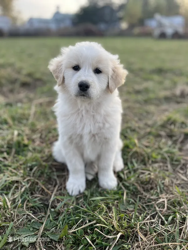 Duke, a male English Shepherd and Maremma Sheepdog for sale in Conneaut, OH – 1 of 5