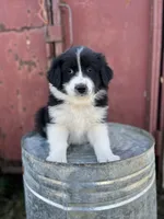 Daisy, a female Border Collie and Maremma Sheepdog for sale in Conneaut, OH – 1 of 6
