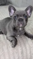 Blue, a female French Bulldog for sale in Queens, NY – Photo 3 of 6
