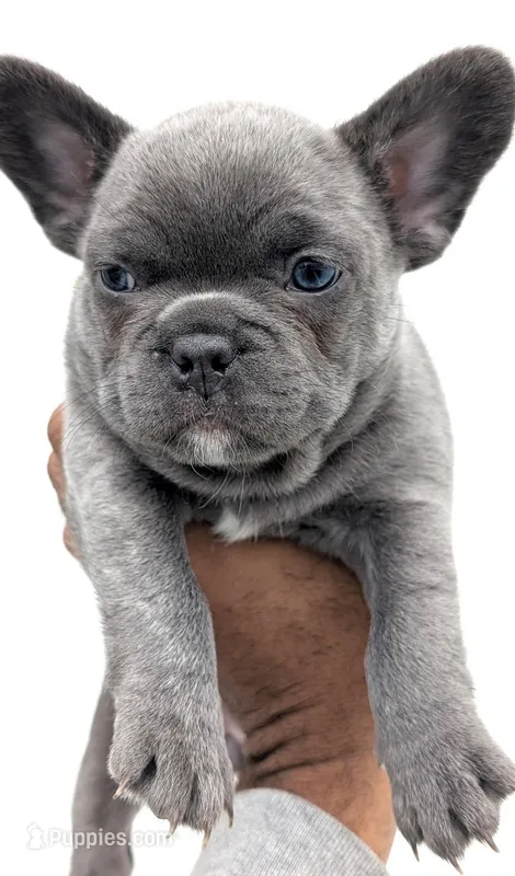Blue – French Bulldog puppy for sale in Queens, NY